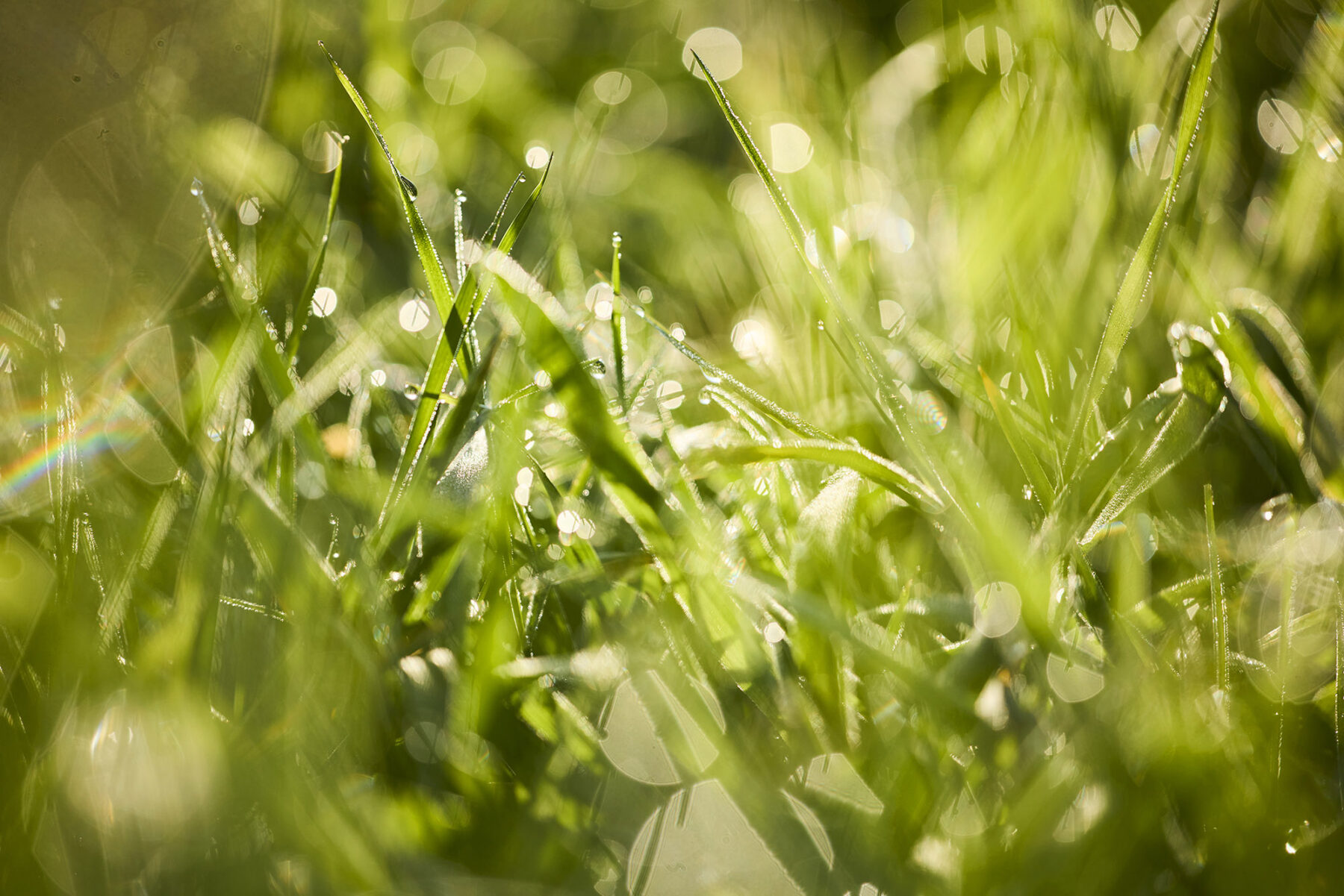 Green Meadows