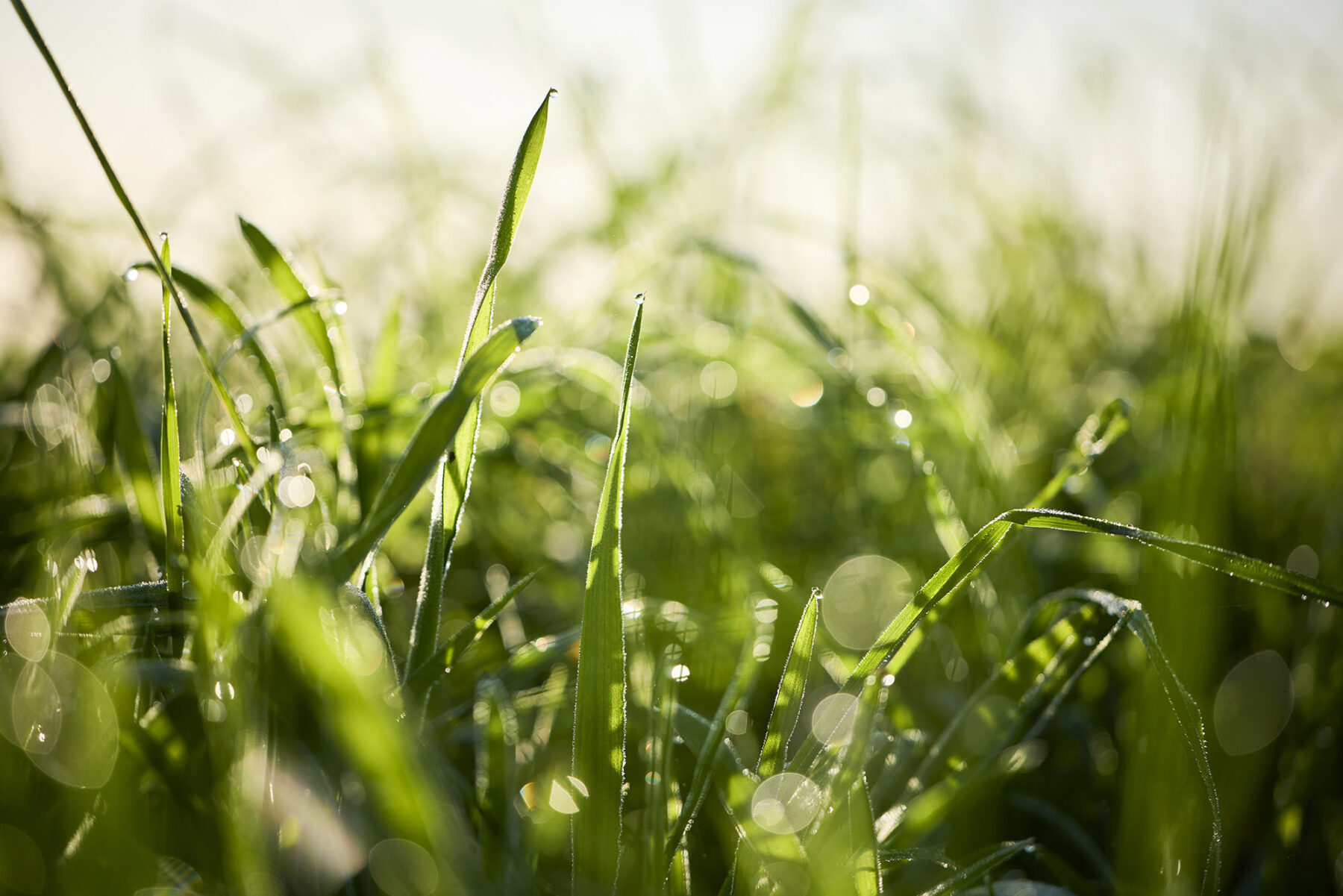 Green Meadows