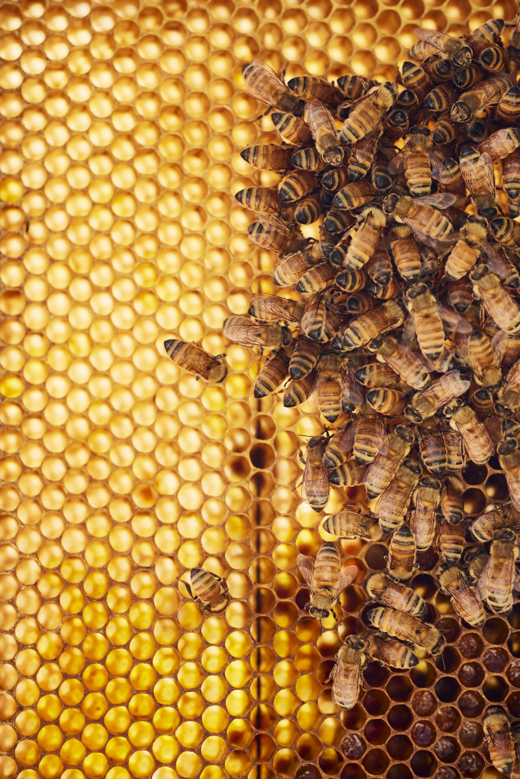 Egmont Honey